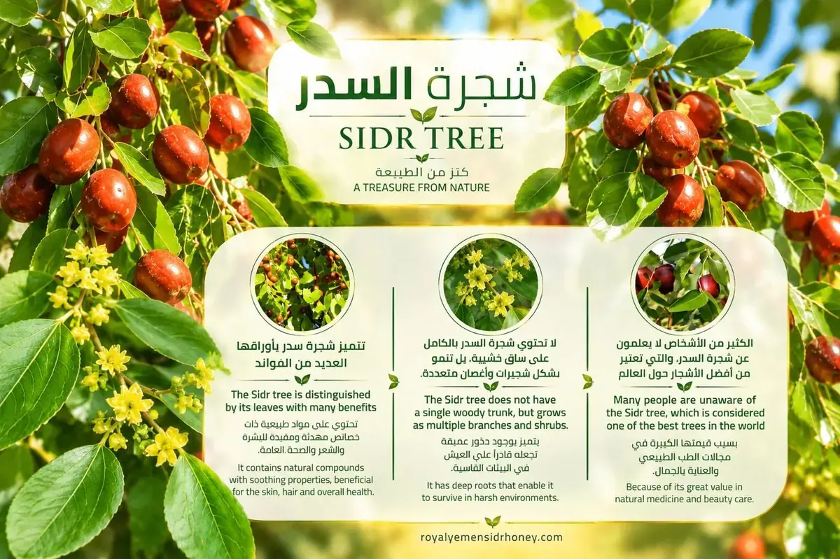 Sidr tree (Ziziphus spina-christi) with fruit, leaves and blossoms — the source of Yemeni Sidr honey